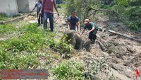 Kawanan gajah liar mengamuk setelah anak gajah terperosok ke dalam septic tank di mess karyawan PT Arara Abadi, Riau. Insiden ini menyoroti gesekan habitat yang semakin parah.