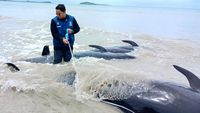 Puluhan paus pilot terdampar di pesisir pantai Rote, NTT. Upaya evakuasi dilakukan warga dan petugas untuk menyelamatkan mamalia laut yang masih hidup.