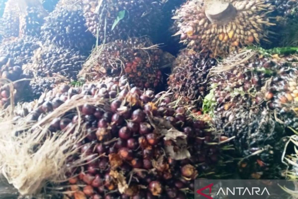 Petani kelapa sawit saat memanen tandan buah segar (TBS) di salah satu perkebunan di Kalimantan Timur, memastikan kualitas buah untuk mendapatkan harga terbaik.