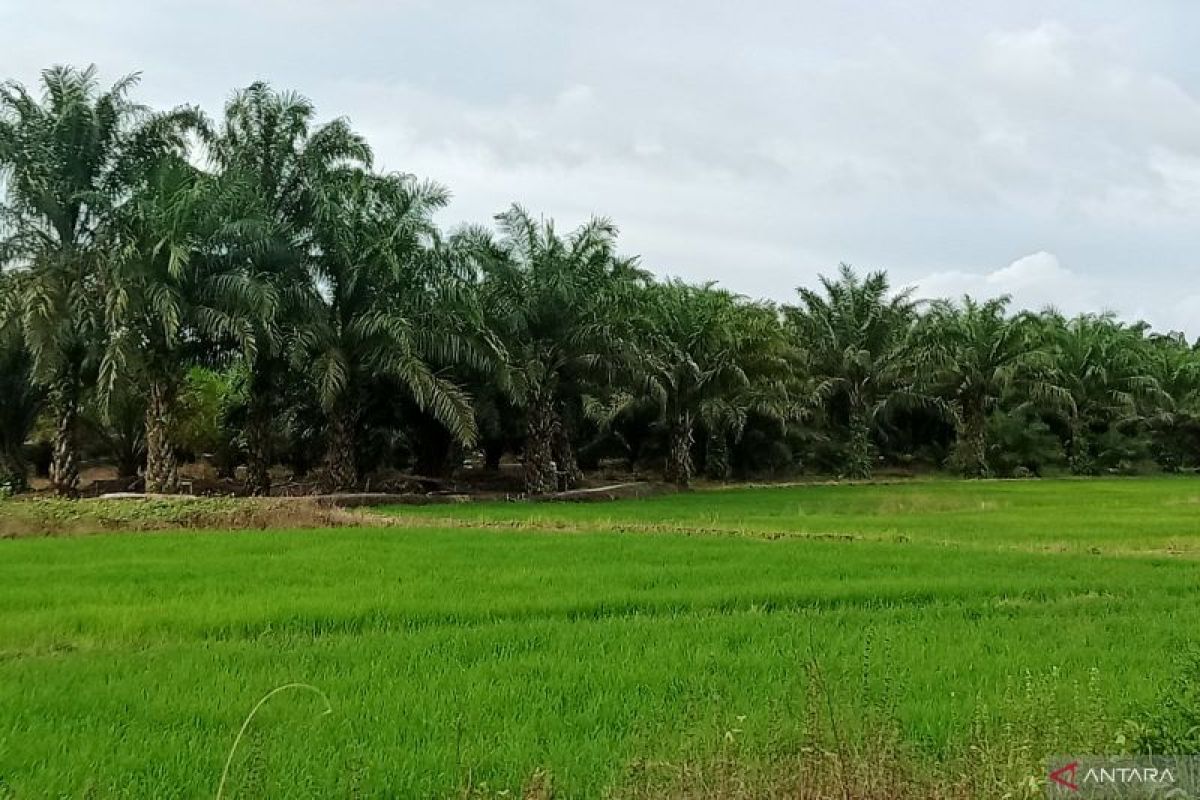 Petani kelapa sawit di Desa Labangka, Penajam Paser Utara, mendapatkan pelatihan pengolahan tandan kosong kelapa sawit (TKKS) menjadi pupuk organik, sebuah inisiatif kolaboratif bersama Universitas Balikpapan untuk pertanian berkelanjutan.