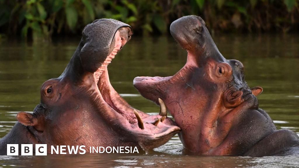 Kuda nil liar berkeliaran di Hacienda Nápoles, bekas properti gembong narkoba Pablo Escobar, di Kolombia.