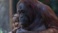 Orangutan Kalimantan (Pongo pygmaeus) dan bayinya yang baru lahir di Madrid Aquarium Zoo. Kelahiran ini menjadi secercah harapan bagi upaya konservasi spesies yang terancam punah dan menarik perhatian global.