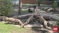 Sepasang Komodo, hewan endemik Indonesia yang terancam punah, siap diberangkatkan dari Kebun Binatang Surabaya menuju iZoo Jepang untuk program pengembangbiakan. Momen ini menandai kerja sama konservasi internasional yang penting.