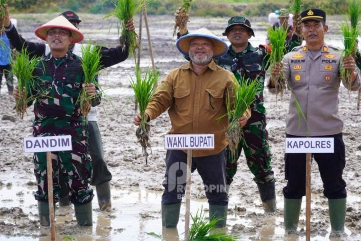 Petani menggarap lahan persawahan di salah satu daerah sentra produksi beras di Kalimantan Timur, mendukung program ketahanan pangan lokal yang berkelanjutan.