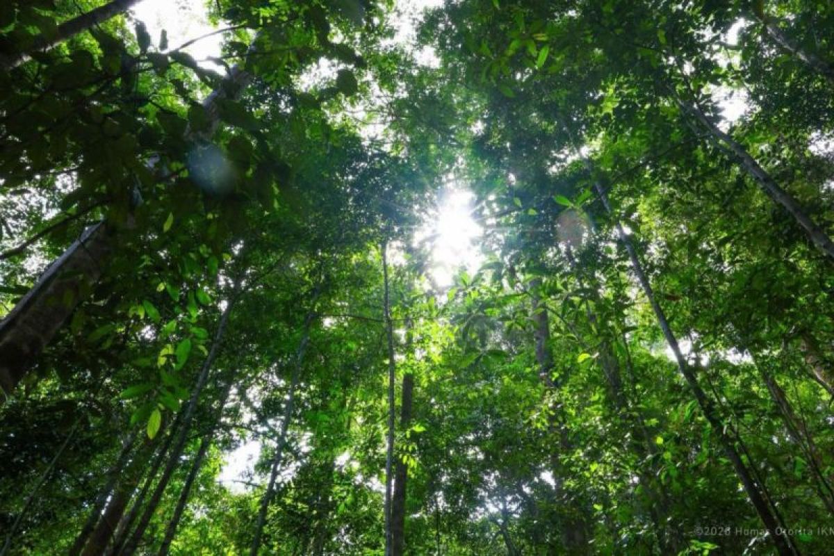 Sistem sensor kebakaran hutan canggih yang dipasang Otorita IKN sebagai upaya mitigasi karhutla di kawasan Ibu Kota Nusantara.
