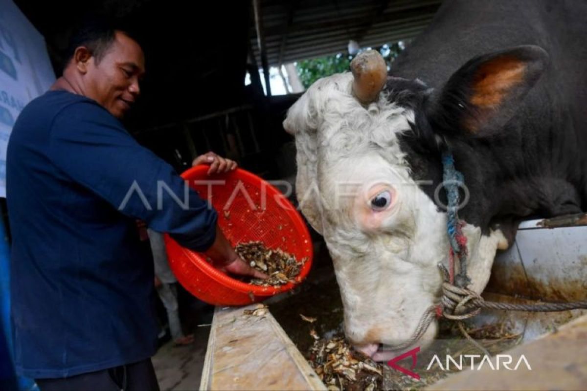 Sejumlah sapi kurban bantuan Presiden Republik Indonesia Prabowo Subianto yang siap didistribusikan di Kalimantan Timur menjelang perayaan Idul Adha 1445 H.