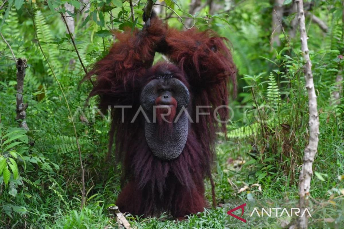 Orangutan Kalimantan (Pongo pygmaeus) di habitat alaminya. Upaya BKSDA Kaltim menghubungkan koridor habitat esensial bagi kelangsungan hidup spesies ini di tengah ancaman deforestasi dan fragmentasi.