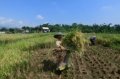 Petani memanen padi jenis Inpari 32 di Kampung Tematik Mulyaharja, Bogor, Jawa Barat, Jumat (15/5/2026). Panen ini berkontribusi pada peningkatan penyerapan gabah nasional oleh Perum Bulog.