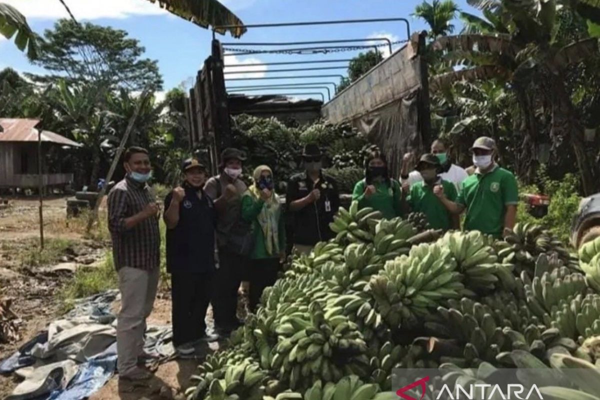 Ilustrasi aneka pangan lokal yang berpotensi menjadi alternatif beras, mendukung ketahanan pangan dan adaptasi terhadap perubahan iklim di Kalimantan Timur.