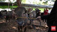 Sapi kurban yang lepas dan menyeruduk warga di Tasikmalaya, memicu kepanikan saat perayaan Iduladha. Ilustrasi.