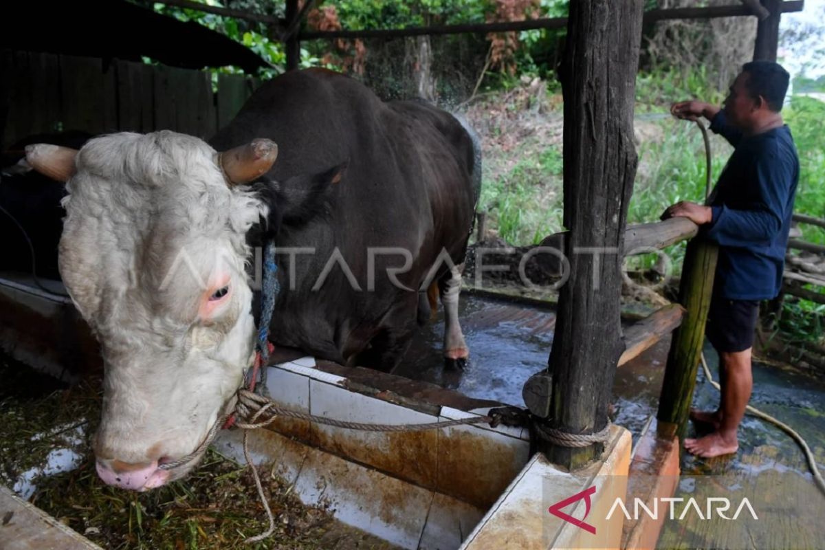 Petugas dari dinas terkait mendemonstrasikan teknik penanganan daging kurban yang higienis dan sesuai syariat kepada panitia Iduladha di Kalimantan Timur.