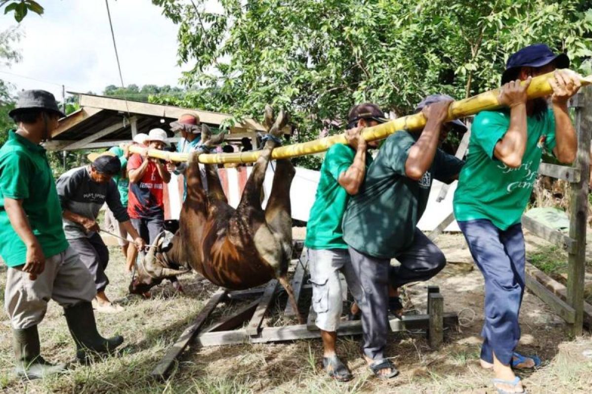 Peserta pelatihan juru sembelih halal di Kutai Kartanegara sedang mempraktikkan teknik penyembelihan sesuai syariat dan standar kebersihan.