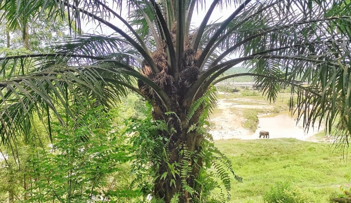 Petani memanen buah sawit di perkebunan. Industri sawit nasional menghadapi tantangan baru terkait dugaan manipulasi ekspor.