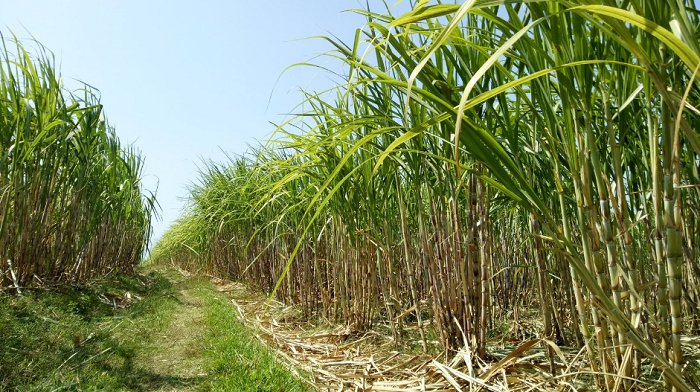 Petani tebu beraktivitas di lahan perkebunan. Kementerian Pertanian mendesak percepatan program pengembangan tebu nasional untuk mencapai target ambisius 97 ribu hektare dan swasembada gula.