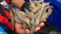 Petani udang sedang panen, menunjukkan produk perikanan berkualitas tinggi siap ekspor. Setelah delapan bulan, ekspor udang Indonesia ke Arab Saudi kembali dibuka.