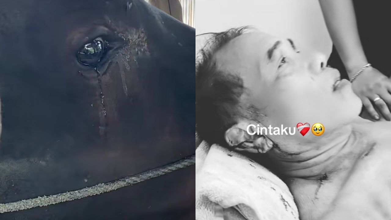 Seekor sapi yang mengamuk saat akan dijual viral di media sosial, memicu diskusi tentang dilema ekonomi petani dan sensitivitas hewan ternak. (Sumber: Video Viral Media Sosial)