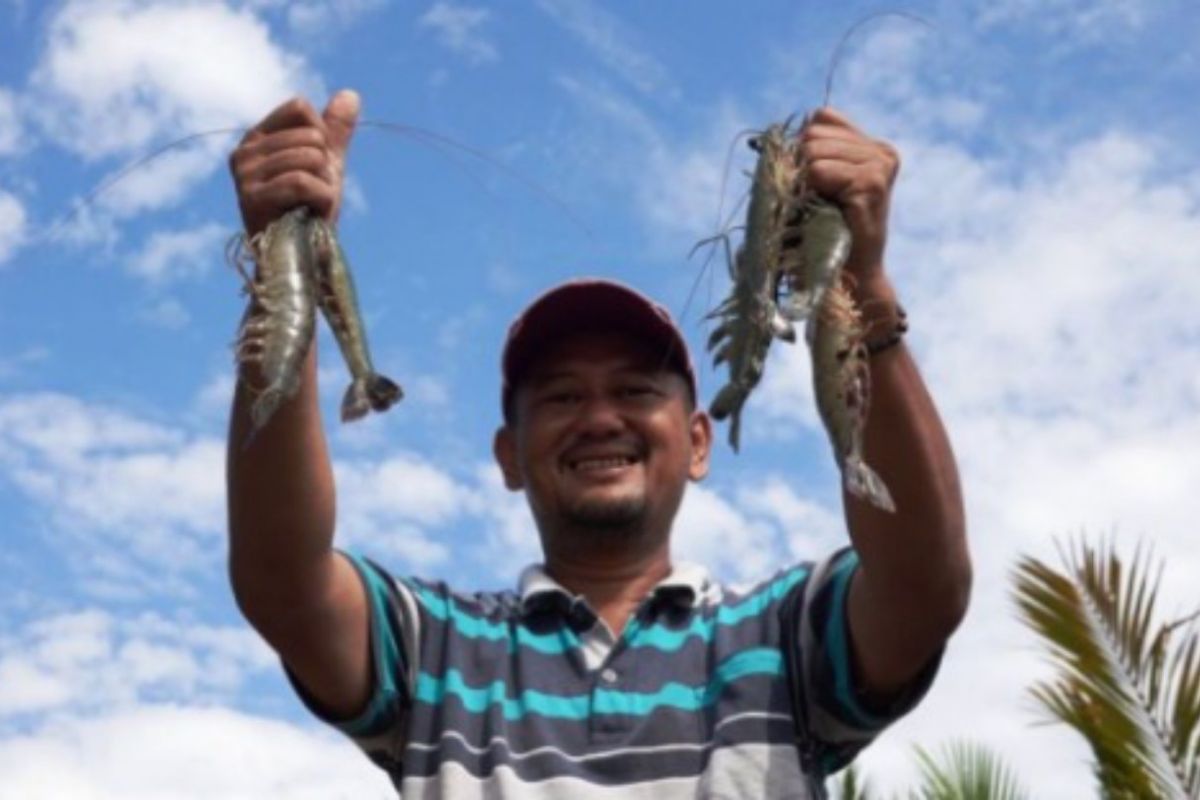 Petani udang di pesisir Kalimantan Timur optimistis dengan peluang pasar global yang terus terbuka, menopang pertumbuhan ekonomi lokal.