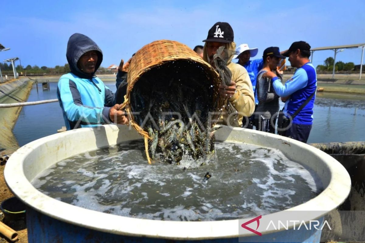 Udang windu segar siap ekspor dari tambak budidaya di Kalimantan Timur, menandai dominasi komoditas perikanan daerah di pasar global.