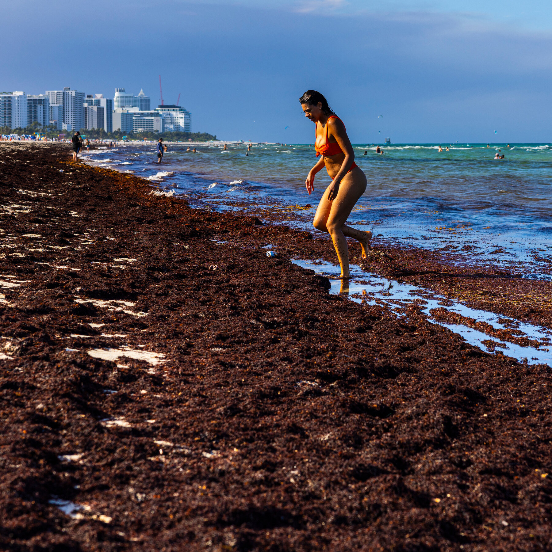 Hamparan rumput laut sargassum menutupi garis pantai Miami, Florida Selatan, mengganggu aktivitas rekreasi pengunjung dan berpotensi merugikan industri pariwisata lokal menjelang event besar seperti Piala Dunia 2026.