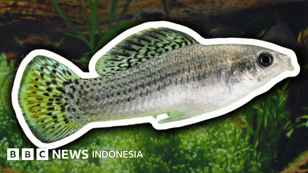 Ilustrasi: Ikan betina dari spesies aseksual yang berhasil bertahan hidup selama 100.000 tahun tanpa kehadiran jantan, menantang teori evolusi.