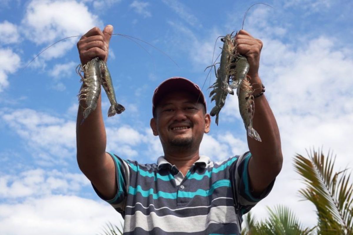 Petani udang di Kabupaten Berau, Kalimantan Timur, menunjukkan hasil panen yang meningkat berkat penerapan model Shrimp Carbon Aquaculture (SECURE) yang ramah lingkungan.