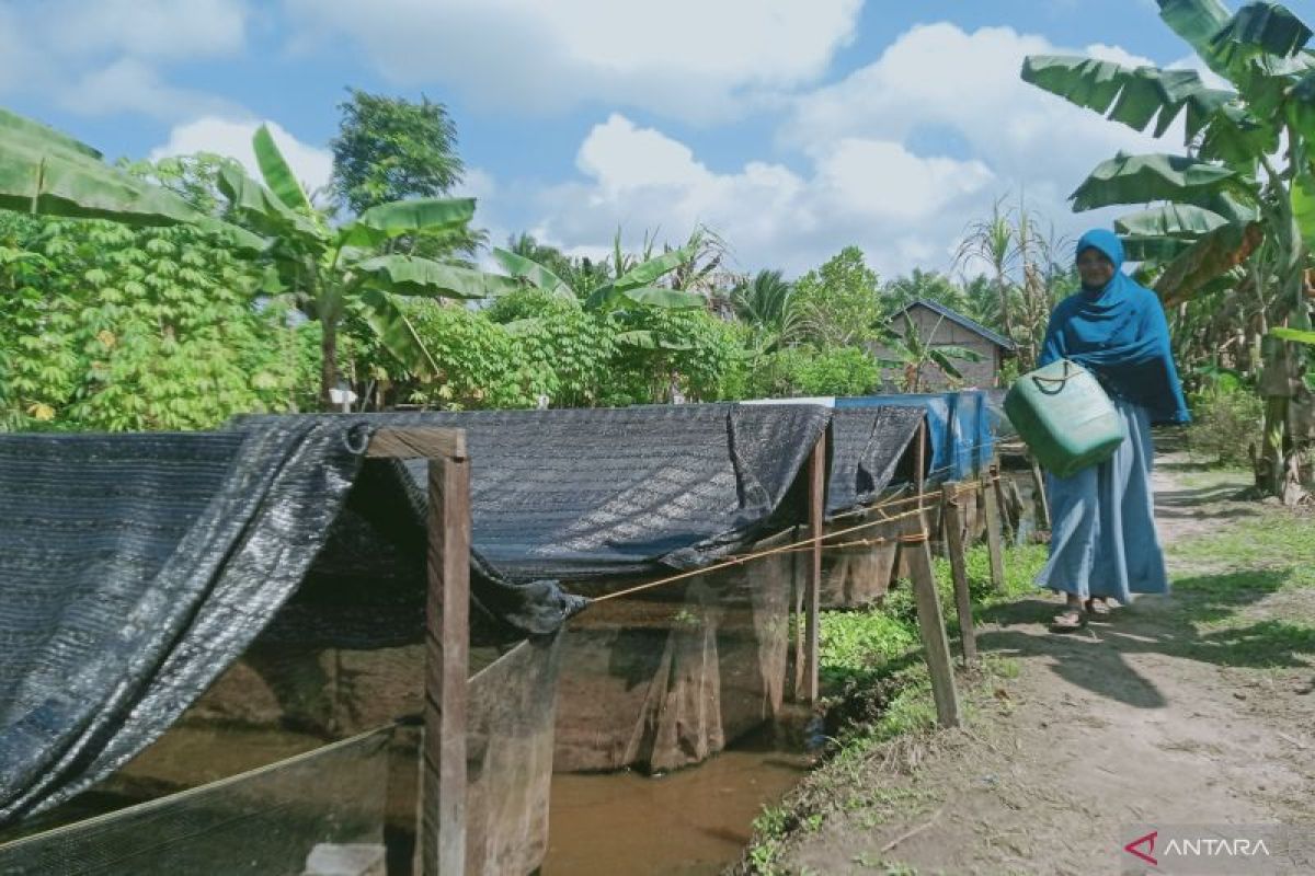 Petani ikan di Penajam Paser Utara sedang memeriksa kualitas air di tambak budi daya ikan air payau, bagian dari upaya Pemkab mengoptimalkan potensi akuakultur daerah.