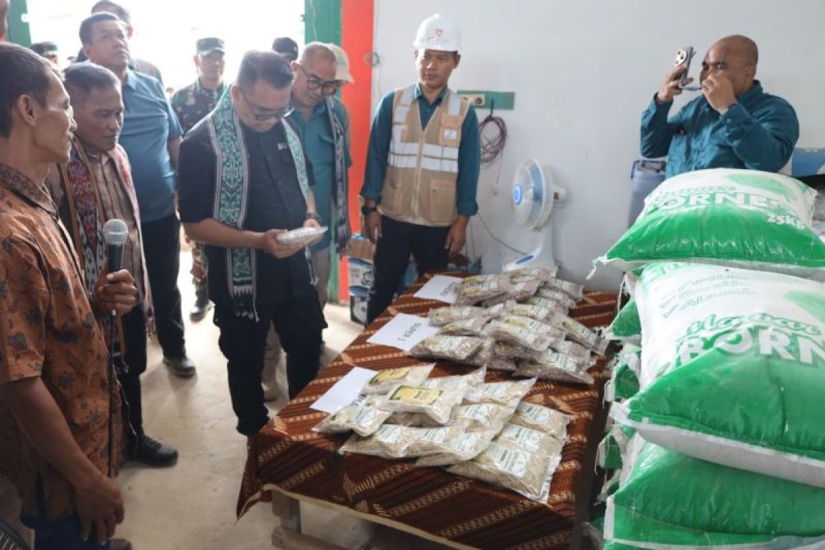 Petani bersemangat menanam sorgum di lahan percontohan sebagai bagian dari program diversifikasi pangan di Kutai Kartanegara.