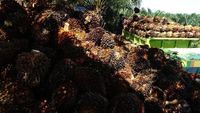 Perkebunan kelapa sawit yang membentang luas di Indonesia, menunggu tata kelola yang lebih efektif dan berkelanjutan.