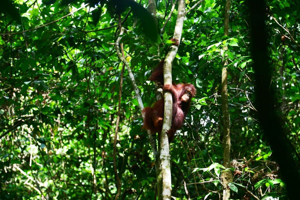 Tiga individu orangutan yang berhasil dilepasliarkan kembali ke Hutan Lindung Gunung Batu Mesangat, Kutai Timur, menandai keberhasilan upaya konservasi primata Kalimantan.