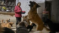 Situasi memprihatinkan di sebuah shelter hewan di La Paz, tempat krisis pangan akut mengancam kesejahteraan hewan-hewan terlantar akibat kelangkaan pasokan ekstrem.