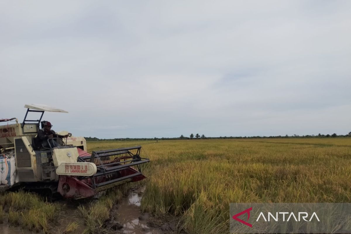 Petani sedang menjemur gabah hasil panen di salah satu sentra pertanian di Kalimantan Timur. Upaya Bulog menyerap gabah petani diharapkan mampu menjaga stabilitas harga dan ketersediaan pangan daerah.