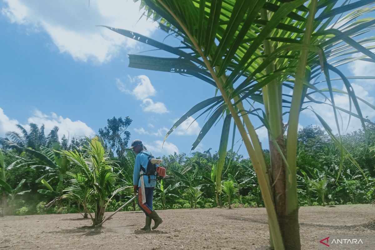 Pohon kelapa genjah di kawasan pesisir, potensi baru ekonomi hijau bagi Penajam Paser Utara.