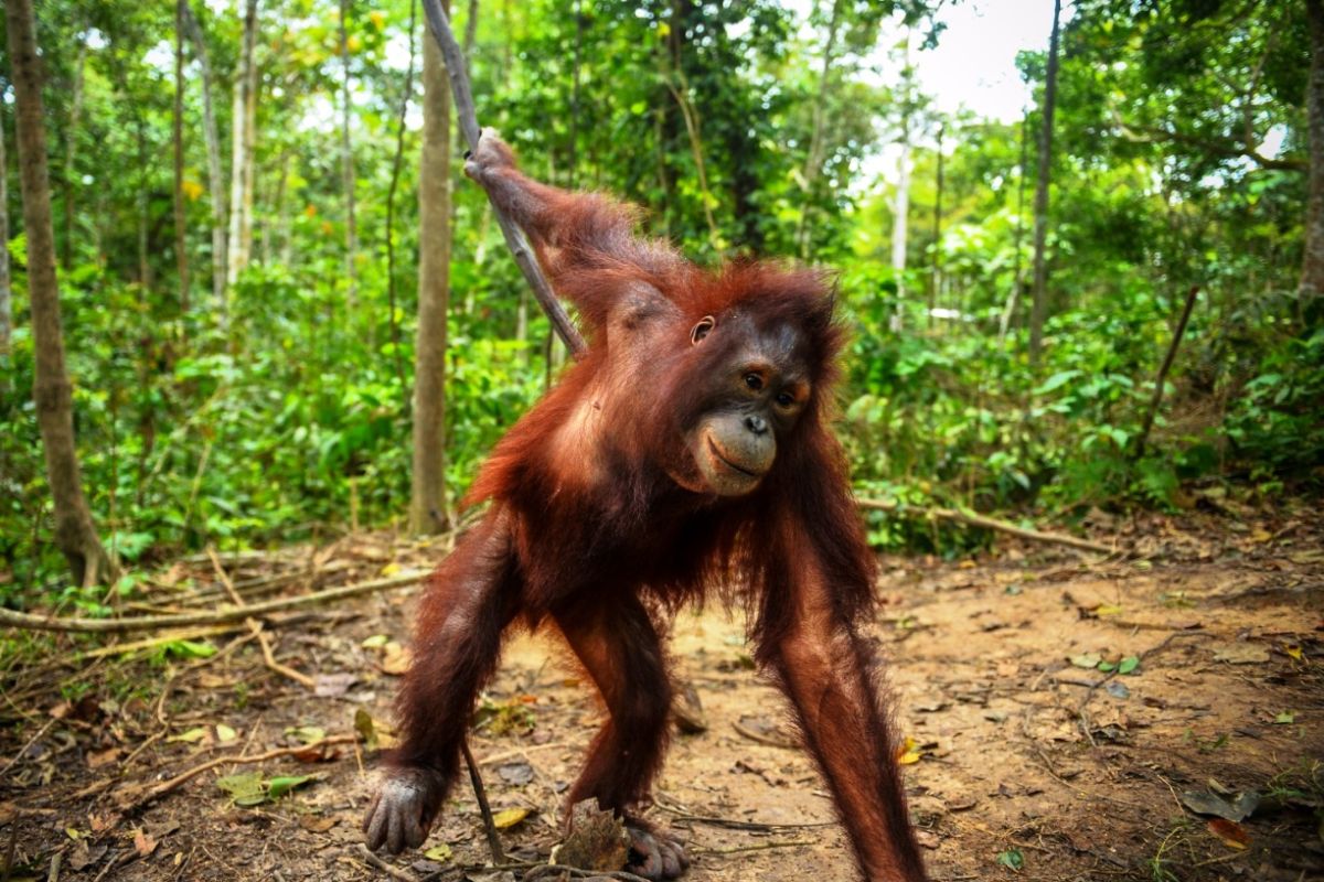 Tiga individu orangutan Kalimantan yang baru dilepas di hutan lindung Kabupaten Kutai Timur terpantau beradaptasi dan aktif mencari makan, menandai keberhasilan awal upaya konservasi.