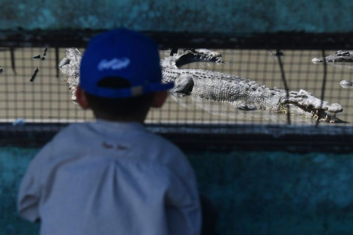 Seorang pengunjung mengamati buaya muara di Penangkaran Buaya Teritip, Balikpapan, yang telah beroperasi sejak tahun 1991 sebagai pusat konservasi dan edukasi.