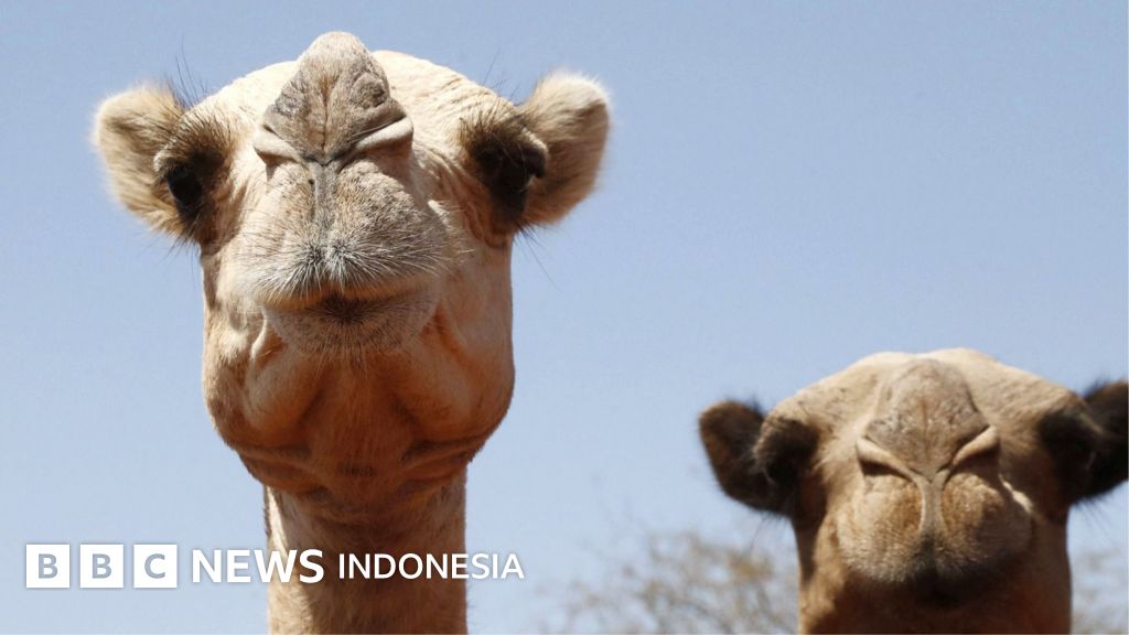 Seekor unta berjuang melintasi gurun yang terbakar di Afrika, kakinya melepuh akibat panas ekstrem yang memecahkan rekor suhu. (Ilustrasi)