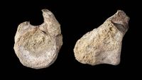Fragmen tulang paha yang teridentifikasi sebagai fosil dinosaurus hadrosaurid pertama dari Antartika, yang mengungkap jalur migrasi purba di superbenua Gondwana.