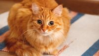 Kucing betina yang sedang hamil membutuhkan perhatian dan perawatan ekstra untuk memastikan kesehatan induk serta calon anak kucingnya.