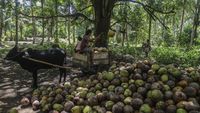Petani di Pulau Meti tengah mengolah kelapa menjadi kopra secara tradisional, proses yang menjadi tulang punggung ekonomi keluarga di tengah tantangan pasar.