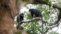 Ilustrasi imajiner monyet Likweli, spesies primata baru yang ditemukan di hutan Kongo, dengan ciri khas bibir oranye dan bulu hitam pekat. Statusnya yang terancam punah memicu seruan mendesak untuk konservasi.