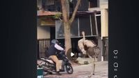 Seekor burung unta berlari bebas di Jalan Raya Buahbatu, Bandung, menyebabkan kemacetan dan kepanikan warga pada Selasa pagi.