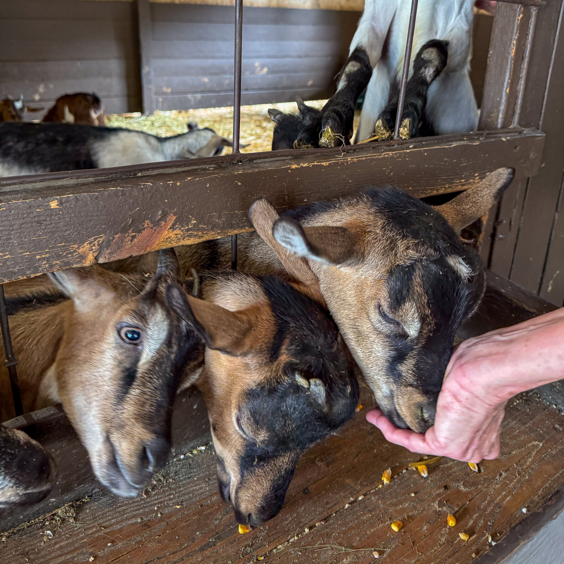 Sejumlah bayi kambing di sebuah kebun binatang keliling, serupa dengan yang terlibat dalam insiden rabies di Harmony, Carolina Utara. Otoritas memperingatkan bahaya paparan rabies.