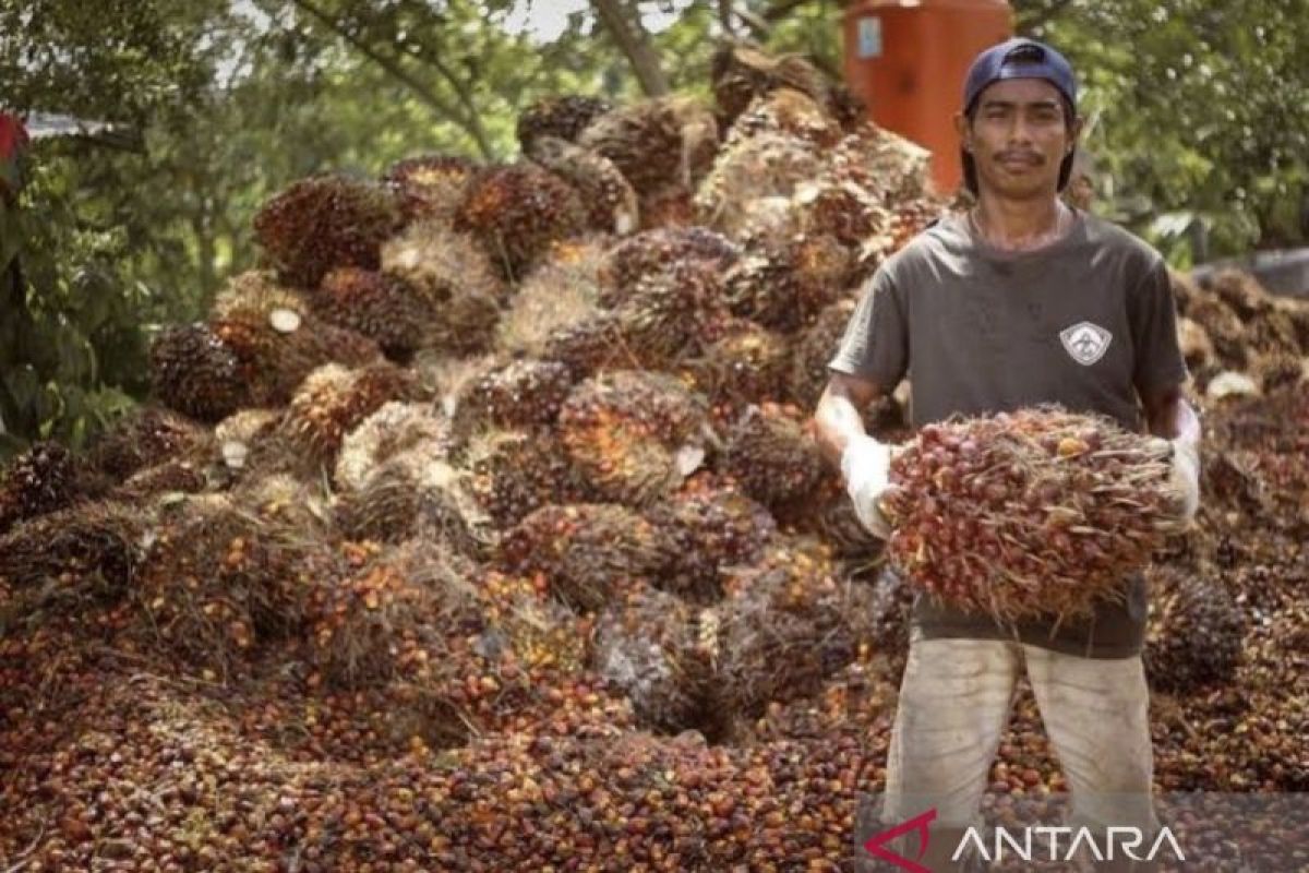 Petani kelapa sawit di Kalimantan Timur menunjukkan tandan buah segar (TBS) hasil panen. Harga TBS yang melambung pada periode Juli 2026 membawa optimisme baru bagi mereka.