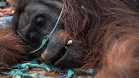 Tim penyelamat mengevakuasi Sampurna, orangutan jantan yang ditemukan lemas di lokasi kebakaran hutan Ketapang, Kalimantan Barat.