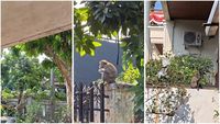 monyet-ekor-panjang-berkeliaran-di-rumah-warga-lampung-1788011779053_169
