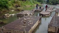 Petani ikan membersihkan sisa-sisa kerusakan dan mulai memasang kerangka baru untuk rehabilitasi keramba di salah satu sentra budidaya di Sumatera Barat.