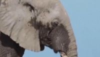 Petugas konservasi memeriksa bangkai gajah yang ditemukan di dekat area pertanian, memicu kekhawatiran serius tentang dampak pestisida di lingkungan Taman Nasional Amboseli, Kenya.