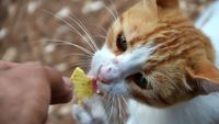 Petugas dari Dinas Ketahanan Pangan dan Pertanian Pemerintah Kota melakukan operasi penangkapan kucing liar sebagai bagian dari upaya pengendalian populasi hewan di lingkungan perkotaan.