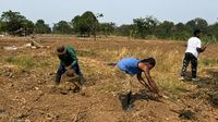 Sepuluh narapidana Lapas Kelas IIA Karawang bersama anggota TNI dari Kodim setempat aktif menggarap lahan untuk program penanaman jagung, sebagai bagian dari inisiatif ketahanan pangan dan pembinaan kerja di Karawang.
