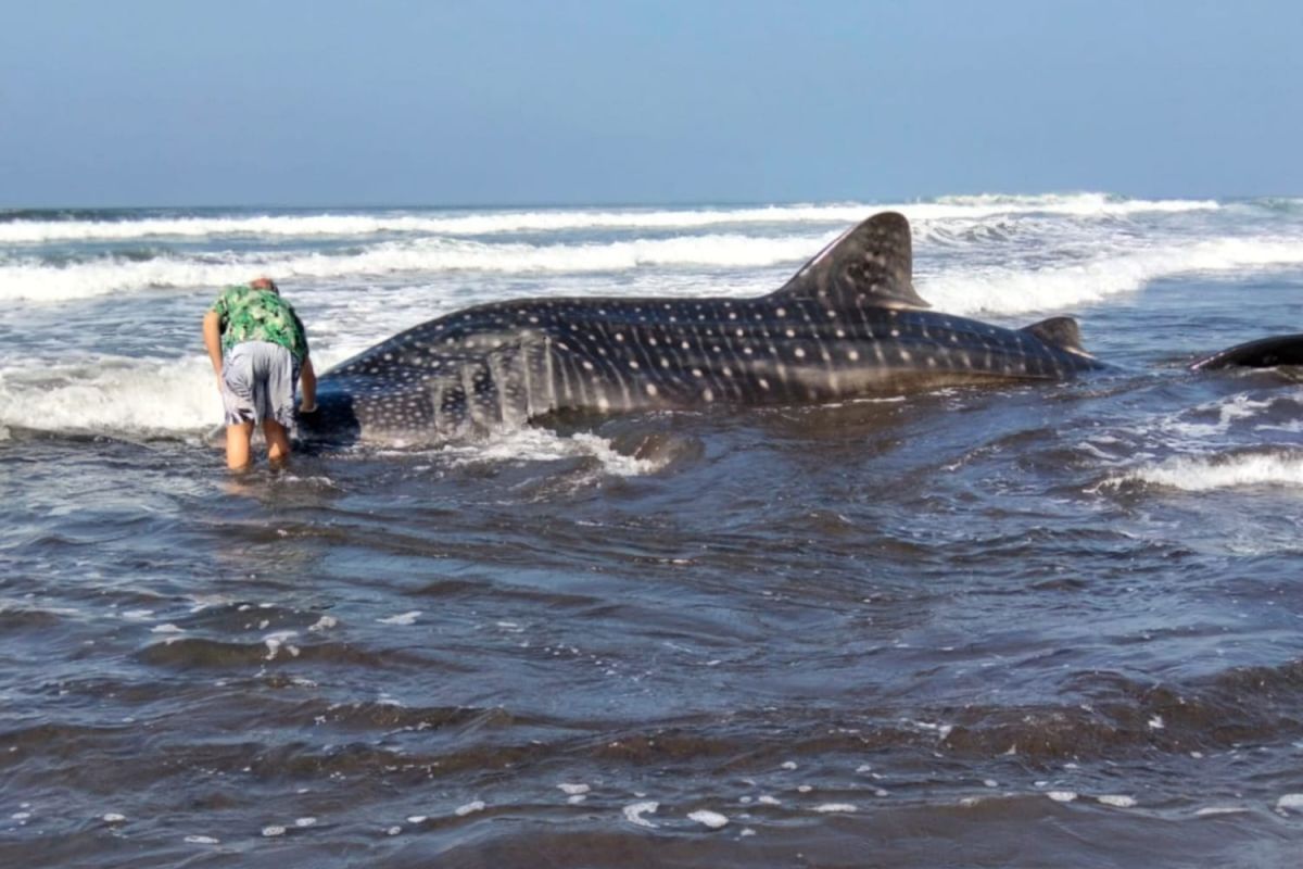 Petugas kepolisian dan tim ahli berkoordinasi saat proses penyelamatan hiu paus yang terdampar di Pantai Pengeragoan, Jembrana.