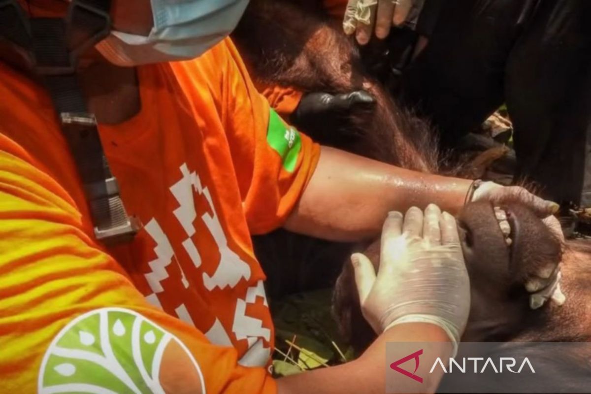 Tim gabungan dari BKSDA Kalimantan Timur dan Centre for Orangutan Protection (COP) saat mengevakuasi orangutan jantan remaja dari kawasan perkebunan di Kabupaten Kutai Timur.
